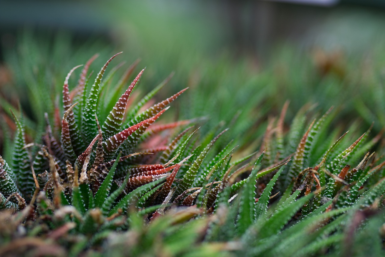 Implementing DIY Nature-Inspired Decor in Your Home